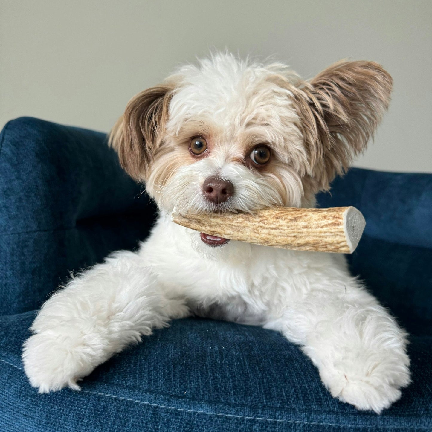 ELK ANTLERS FOR DOGS | WHOLE AND SPLIT ELK ANTLER CHEWS