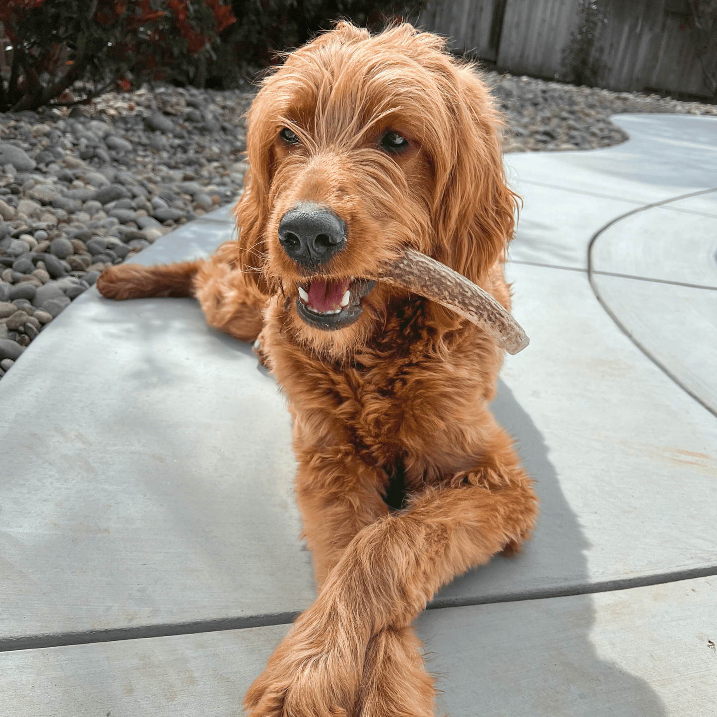 ELK ANTLERS FOR DOGS | WHOLE AND SPLIT ELK ANTLER CHEWS