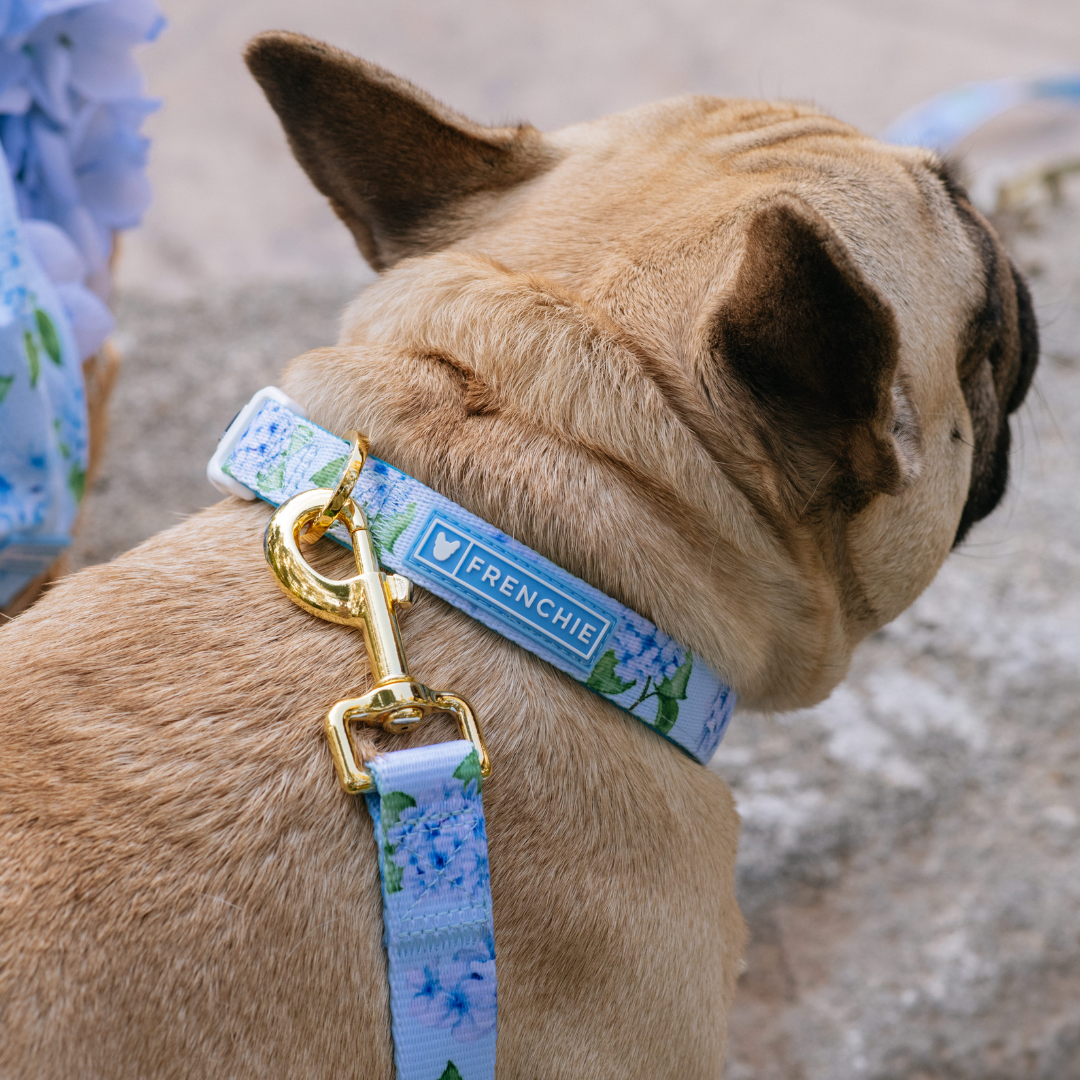 Frenchie Comfort Leash - Hydrangea
