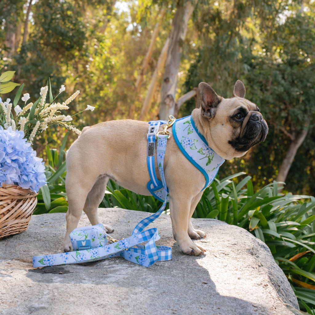 Frenchie Comfort Leash - Hydrangea