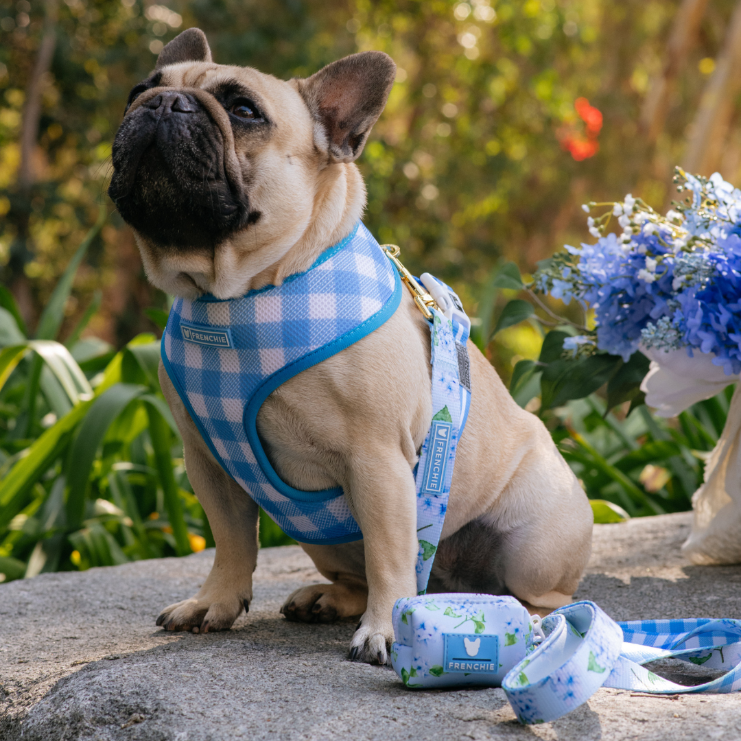 Frenchie Duo Reversible Harness - Hydrangea