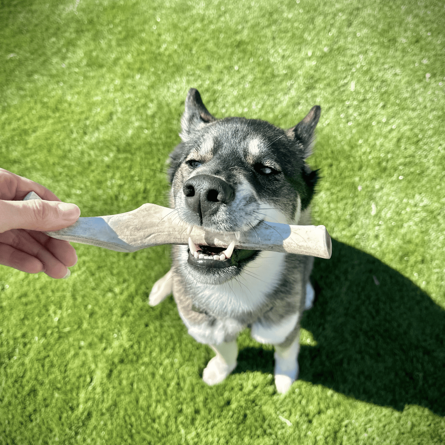 REINDEER ANTLERS FOR DOGS | ANTLER DOG CHEWS FOR AGGRESSIVE CHEWERS