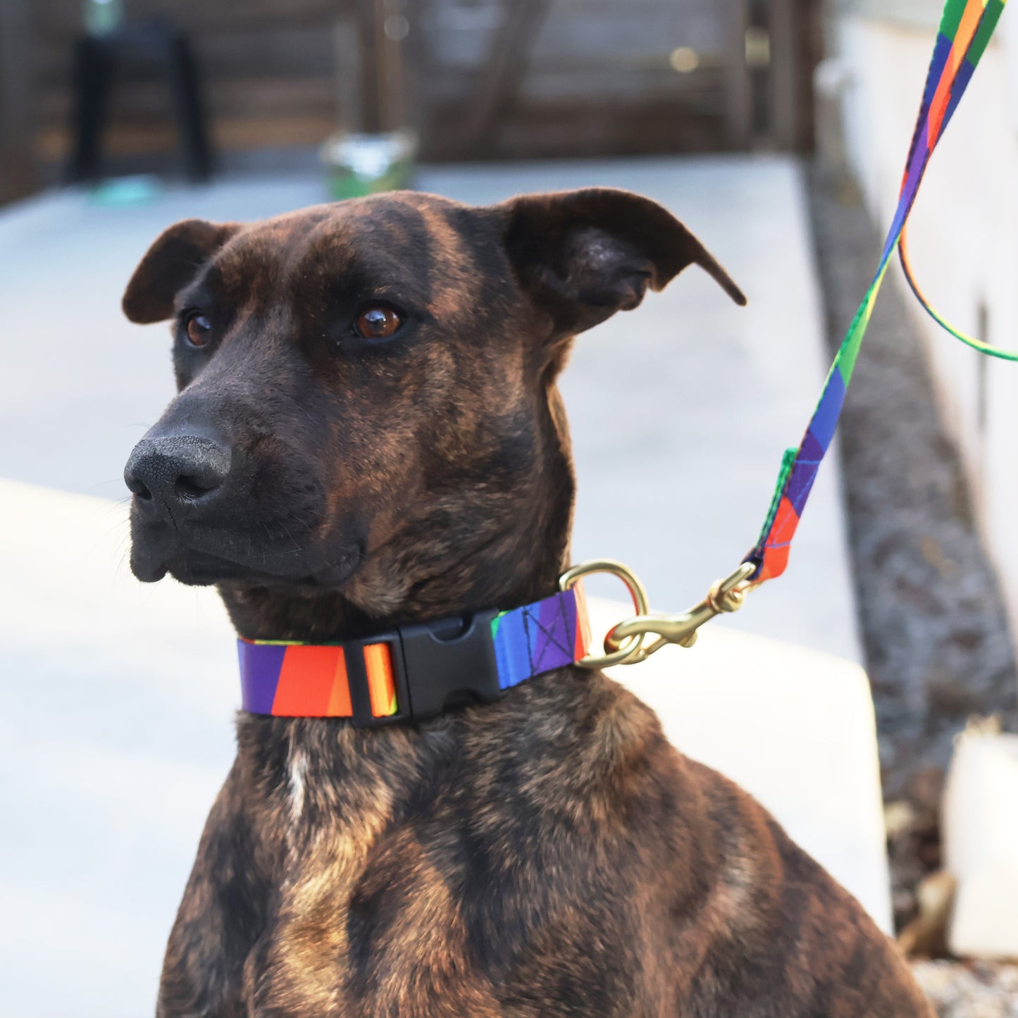 basic snap collar / printed