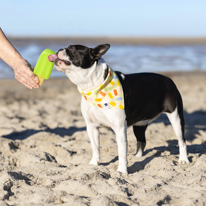 Popsicle Dog Bandana