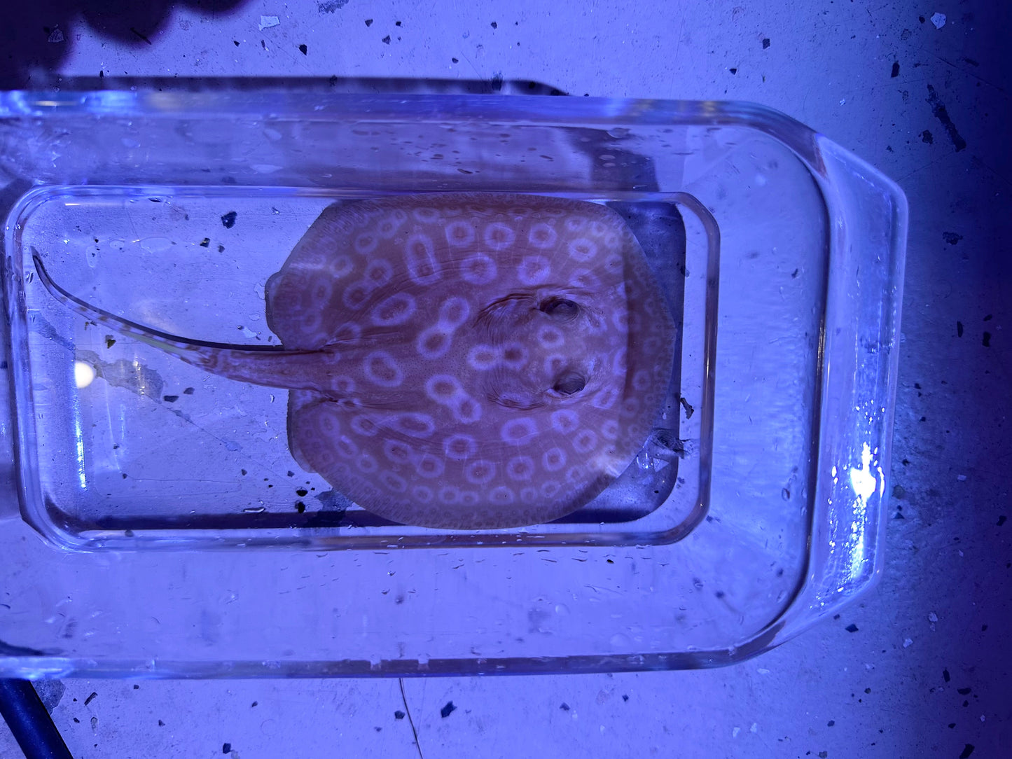 Albino Pearl Stingray (Potamotrygon jabuti)