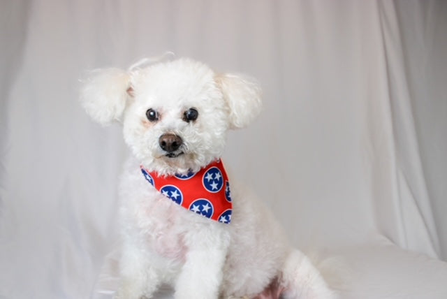 Nashville Tennessee Dog Bandana