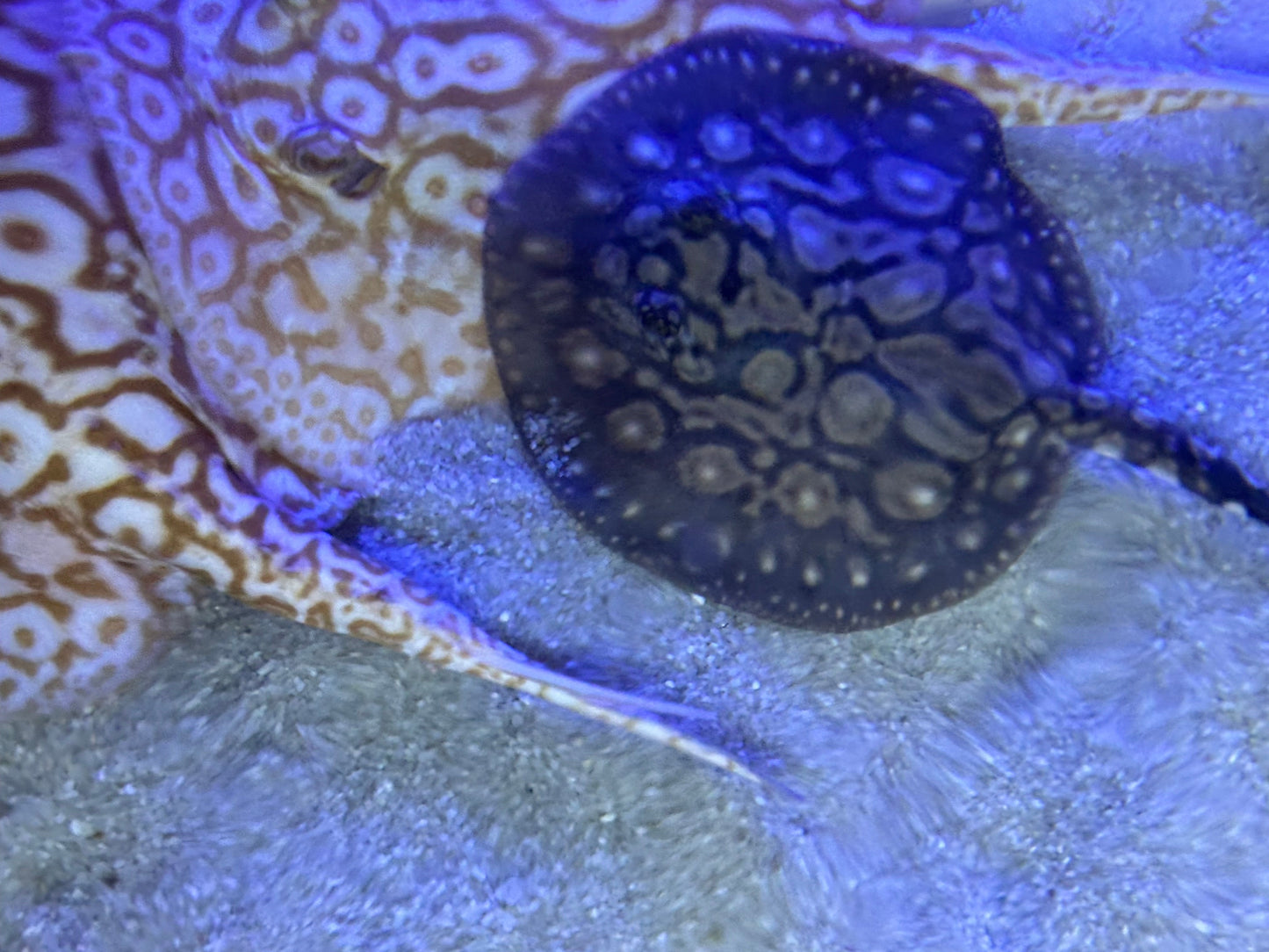 Black Diamong Hybrid Stringray 4"-6"