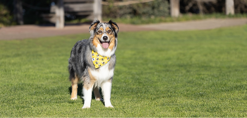 Bees & Daisy Dog Bandana