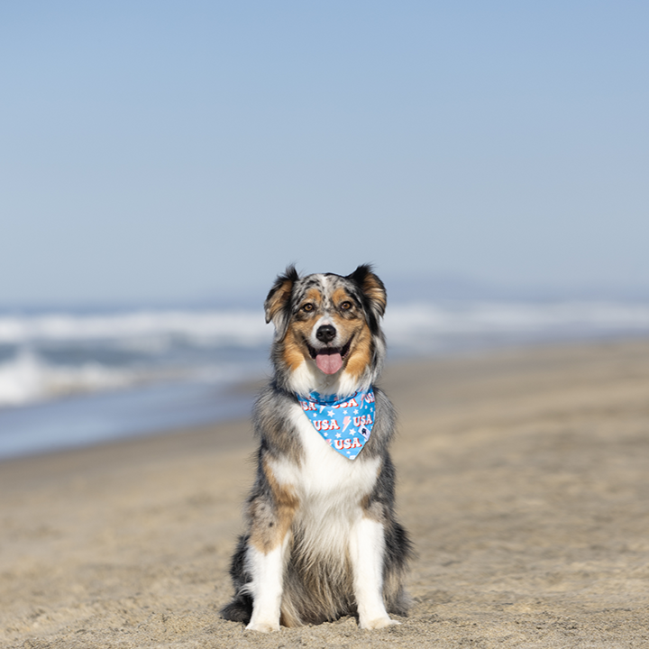 USA Dog Bandana