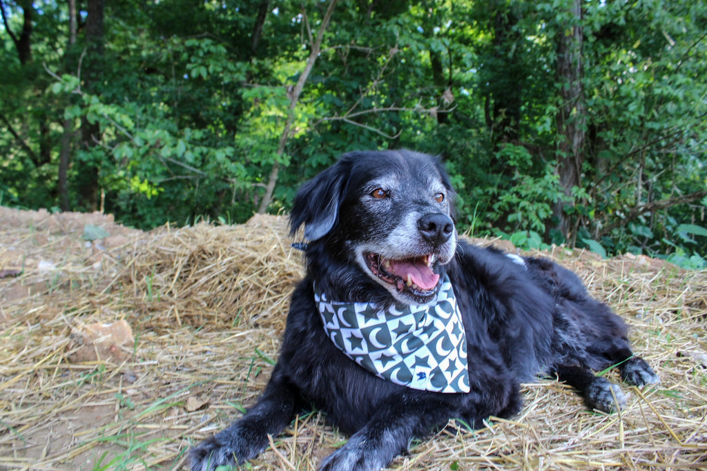 Skeleton Dog Bandana