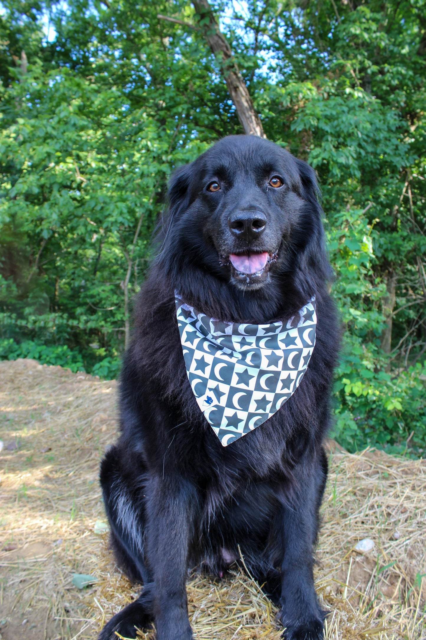 Skeleton Dog Bandana