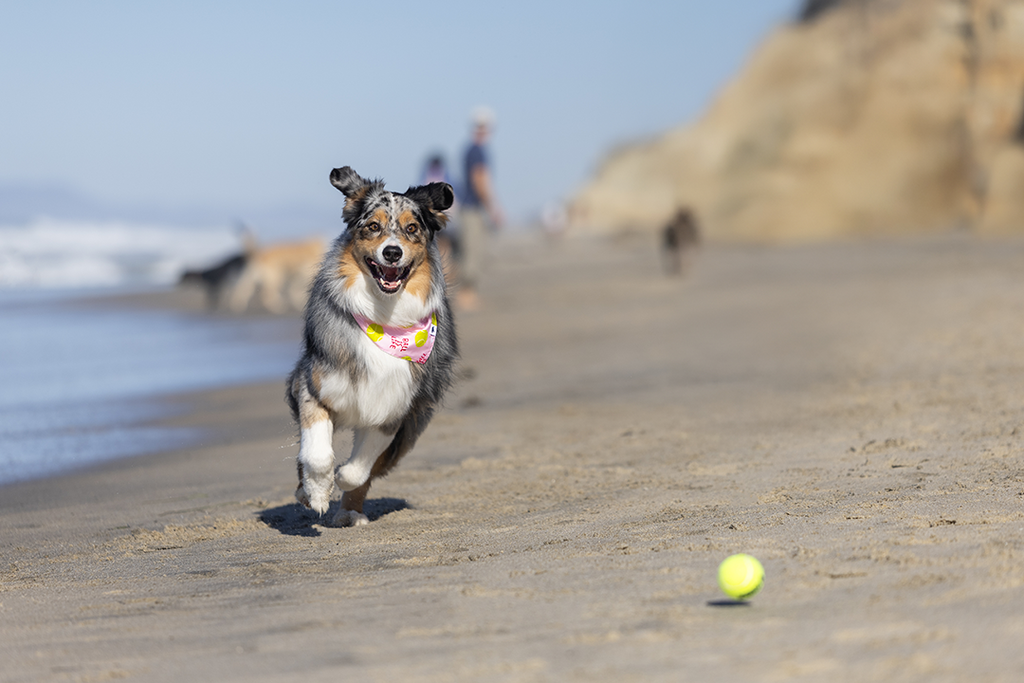 Ball Is Life Dog Bandana