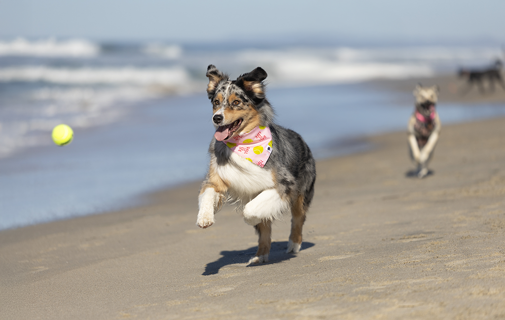 Ball Is Life Dog Bandana