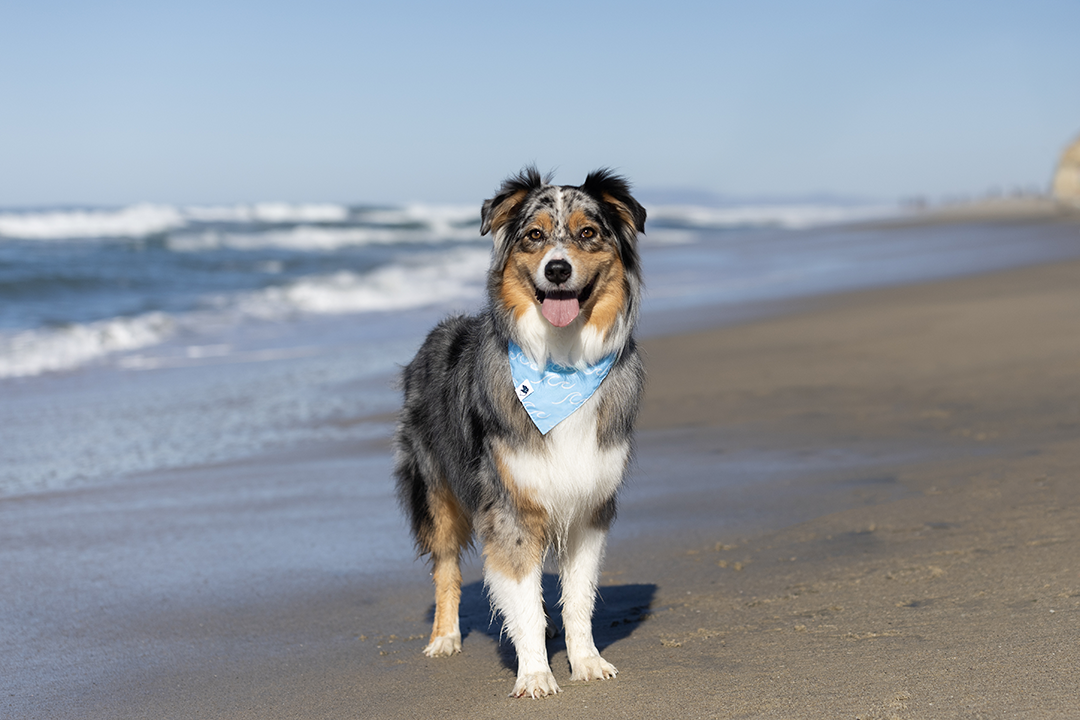 Shores Dog Bandana