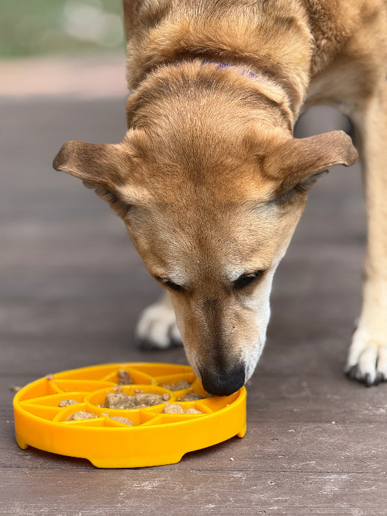 Sunflower Design eTray Enrichment Shallow Slow Feeder Dog Bowl