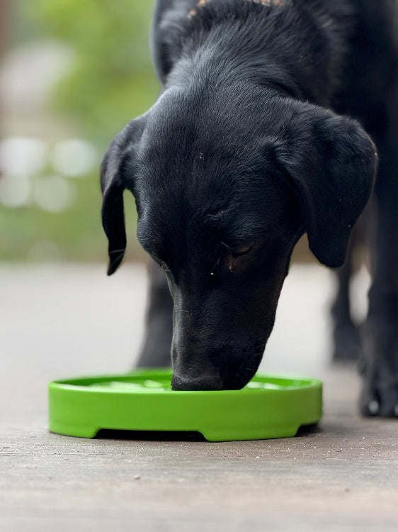 Garden Design eTray Enrichment Shallow Slow Feeder Dog Bowl