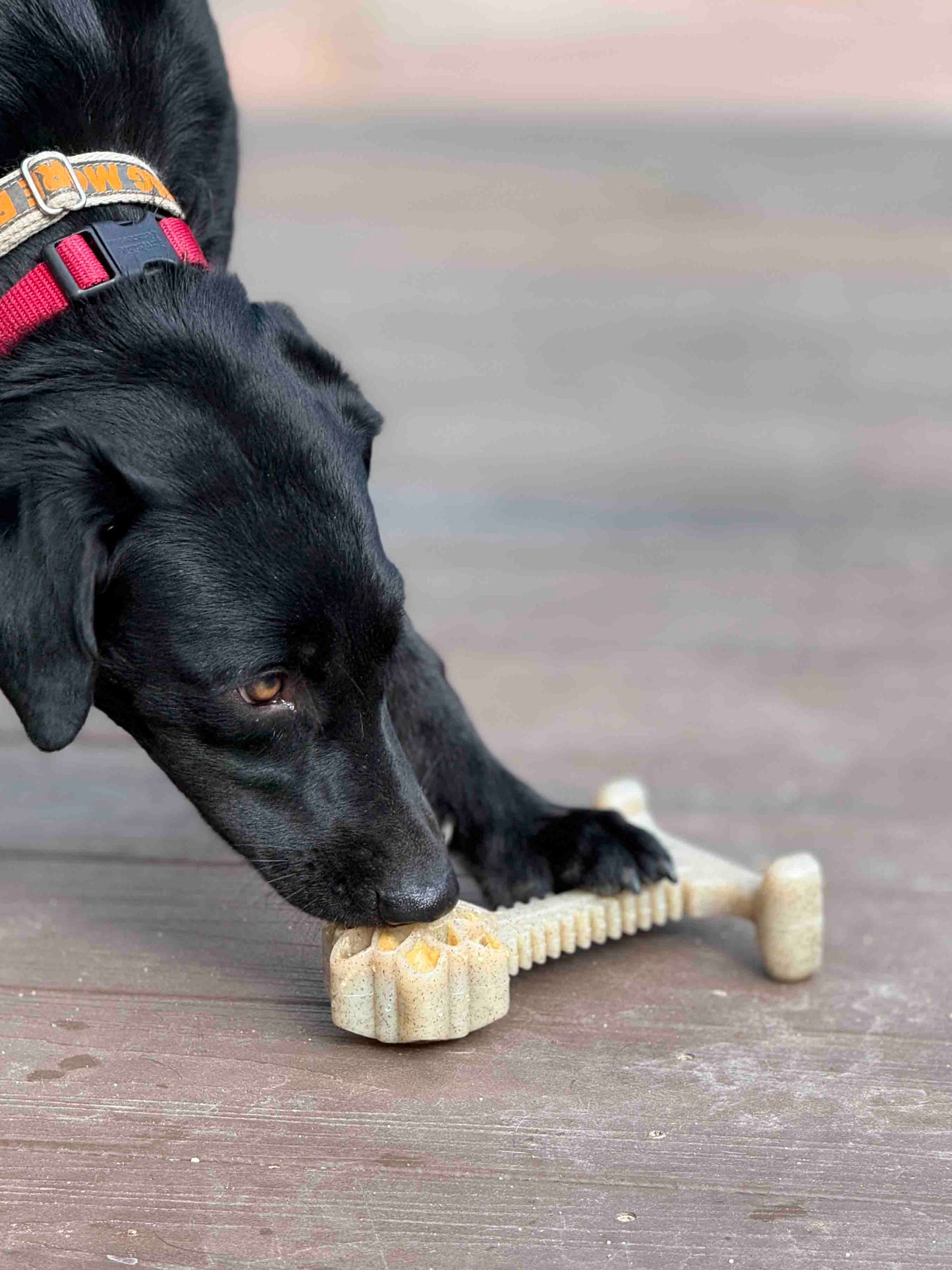 Honey Bone Dental Flower Tower eChew Ultra Durable Nylon Dog Chew Toy - XL