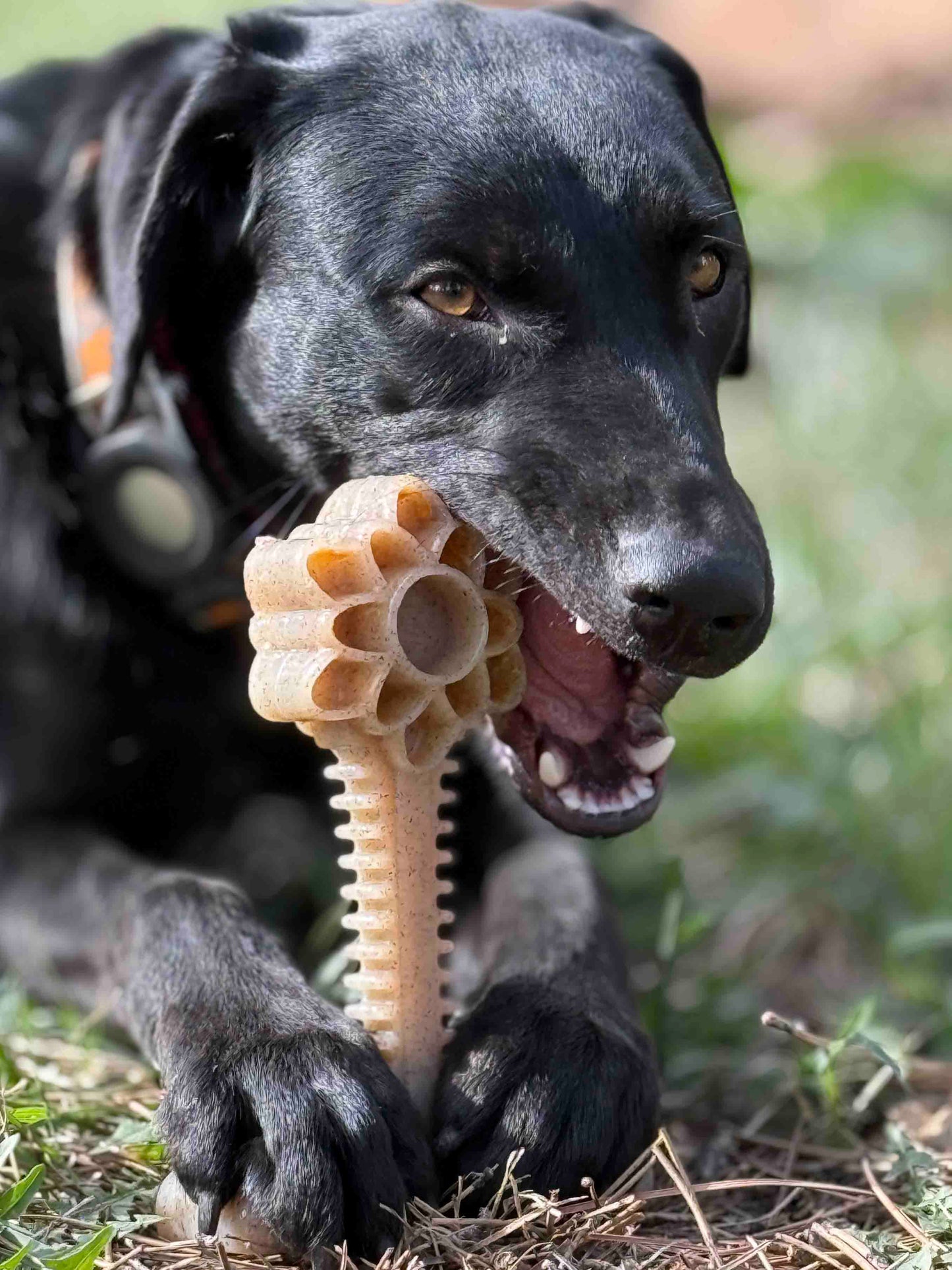 Honey Bone Dental Flower Tower eChew Ultra Durable Nylon Dog Chew Toy - XL