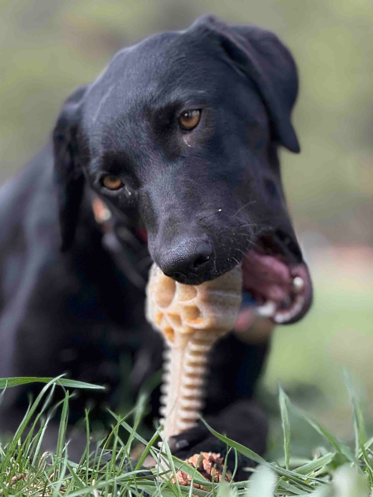 Honey Bone Dental Flower Tower eChew Ultra Durable Nylon Dog Chew Toy - XL