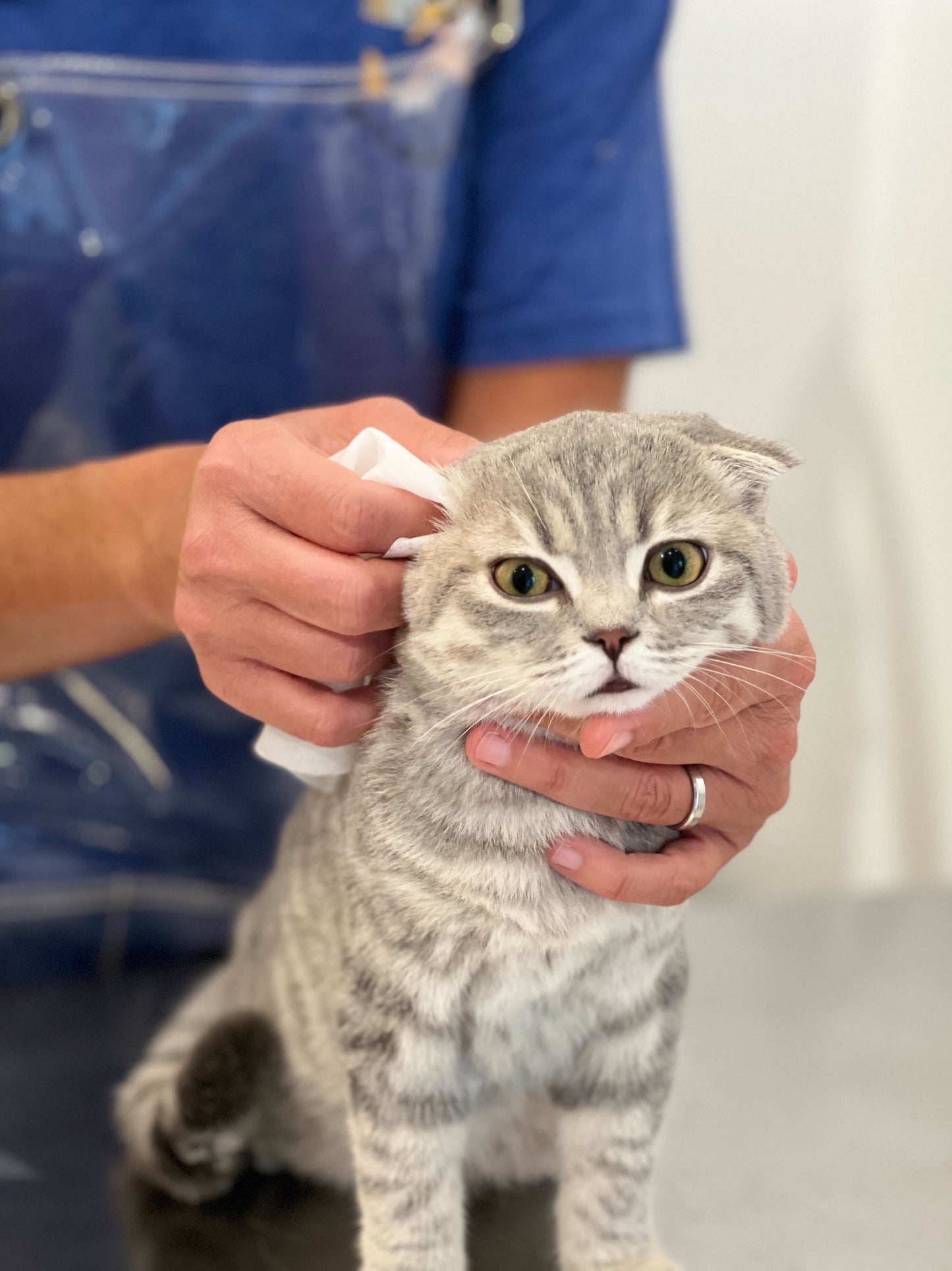 Pineapple Cat Wipes