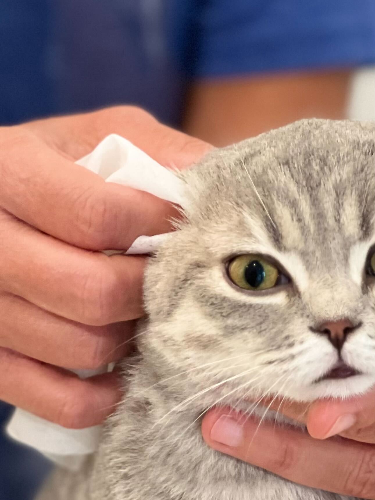 Pineapple Cat Wipes