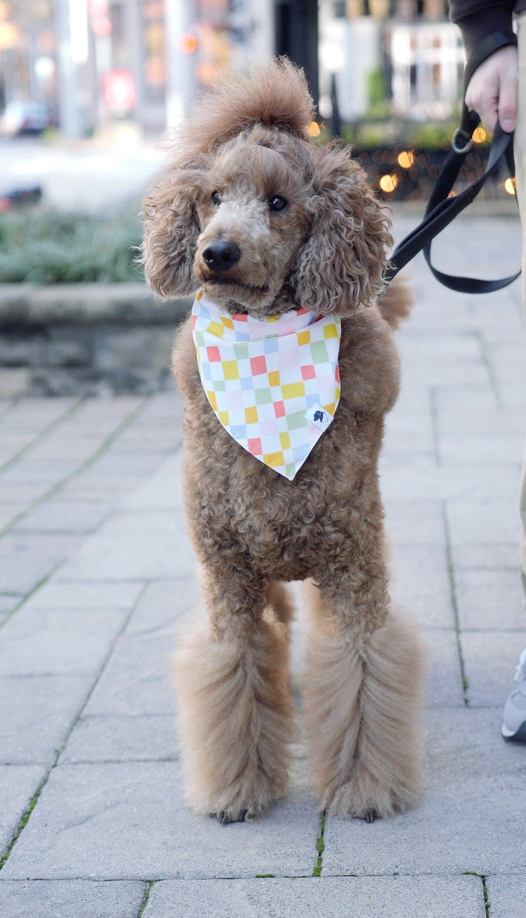 Popsicle Dog Bandana