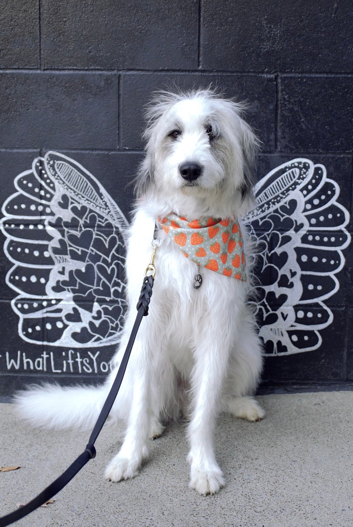 Watermelon & Strawberry Dog Bandana