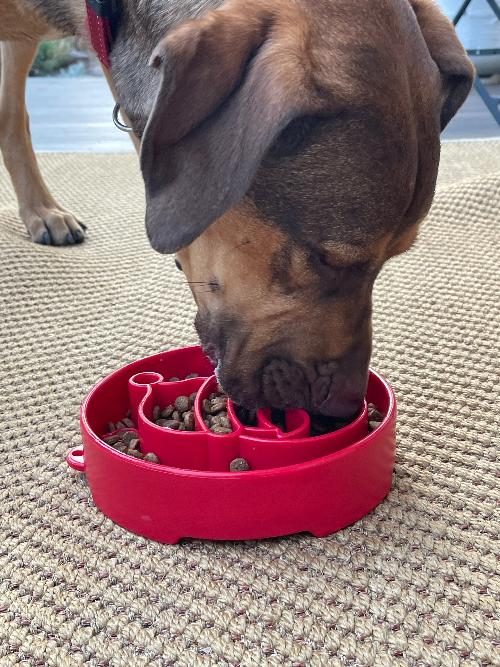 Santa Design eBowl Enrichment Slow Feeder Bowl for Dogs