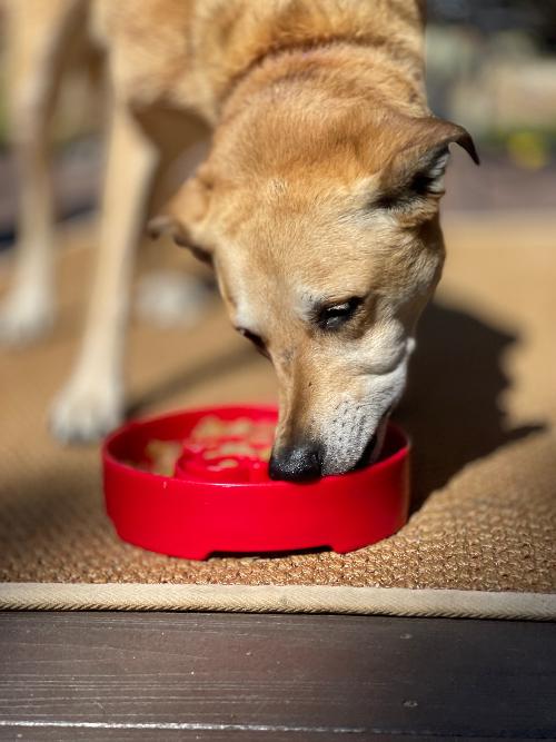 Santa Design eBowl Enrichment Slow Feeder Bowl for Dogs