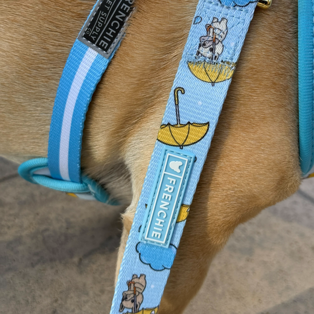 Frenchie Comfort Leash - It's Raining Frenchies