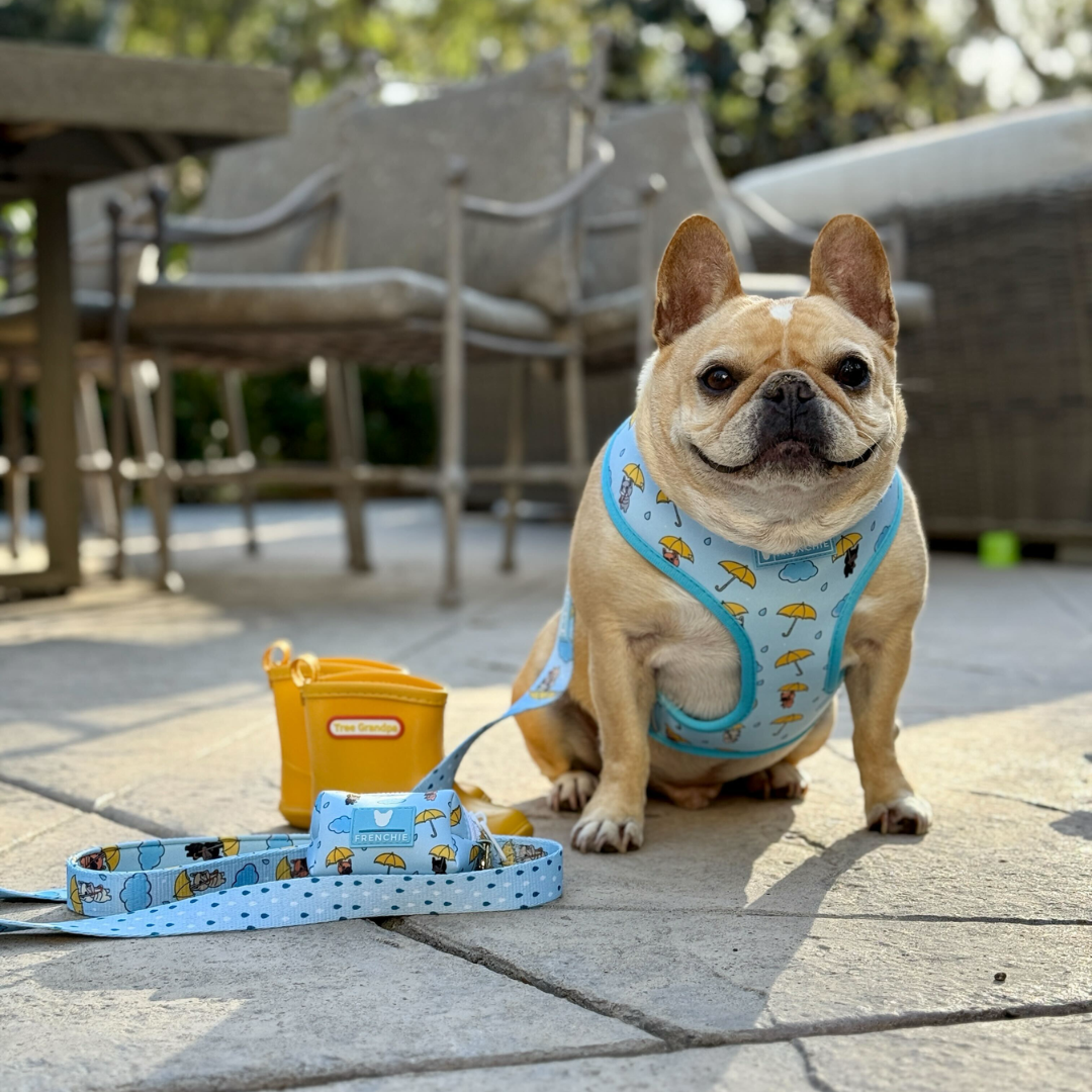 Frenchie Duo Reversible Harness - It's Raining Frenchies