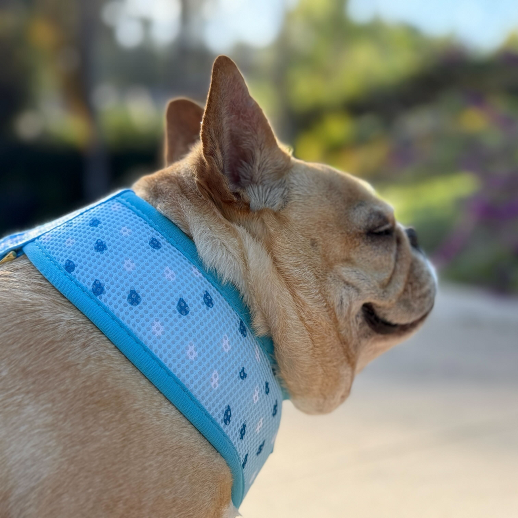 Frenchie Duo Reversible Harness - It's Raining Frenchies