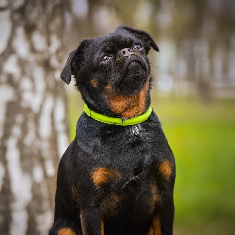 Soft Leather Round Dog Collar