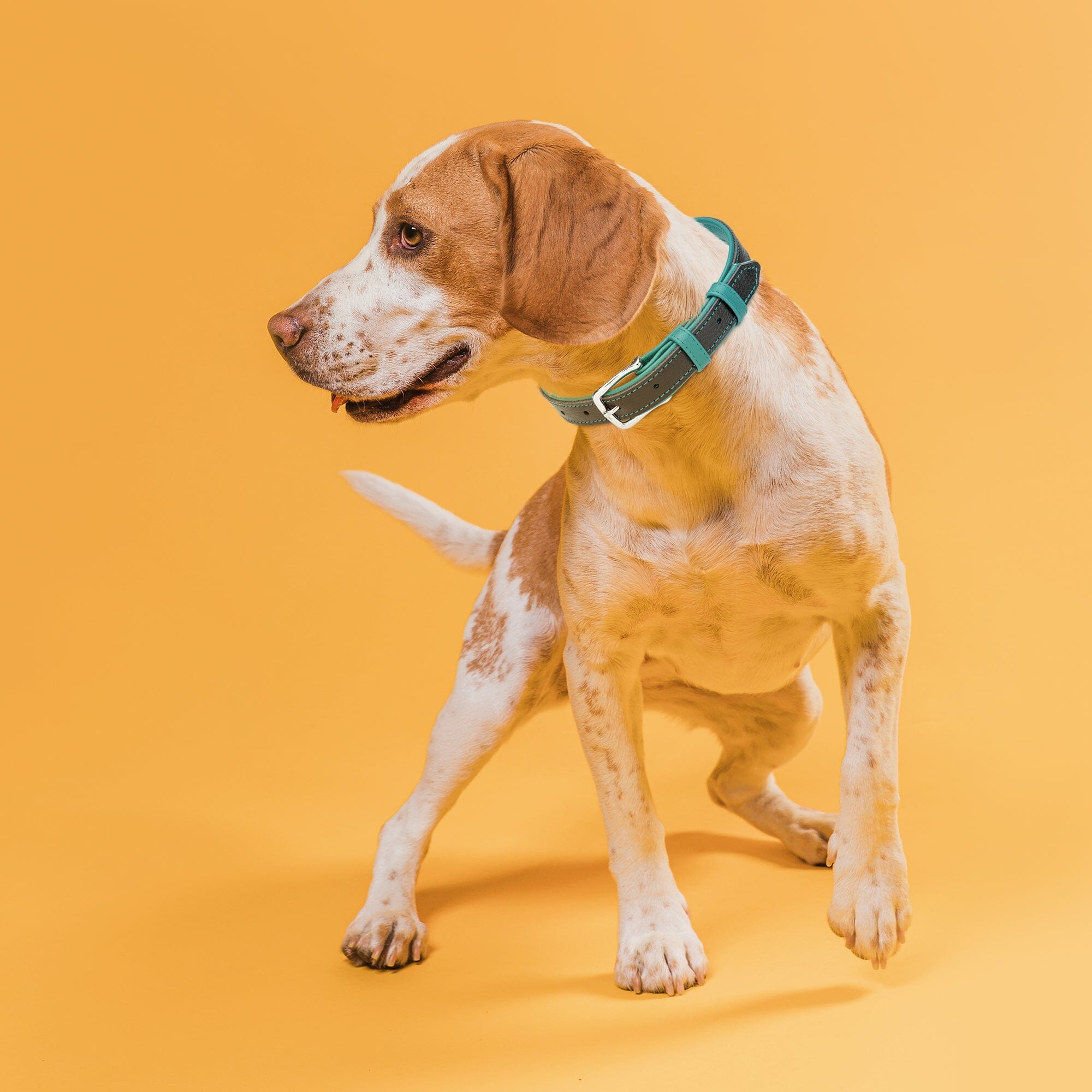 Soft Leather Dual-Color Flat Dog Collar