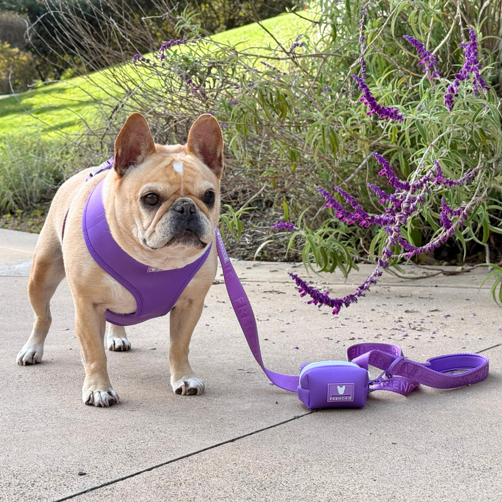Frenchie Duo Reversible Harness - Solid Purple