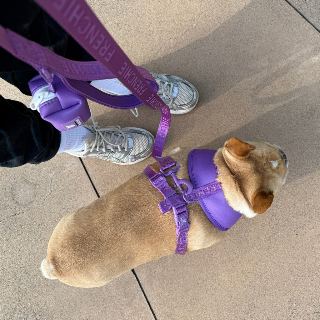Frenchie Comfort Leash - Solid Purple