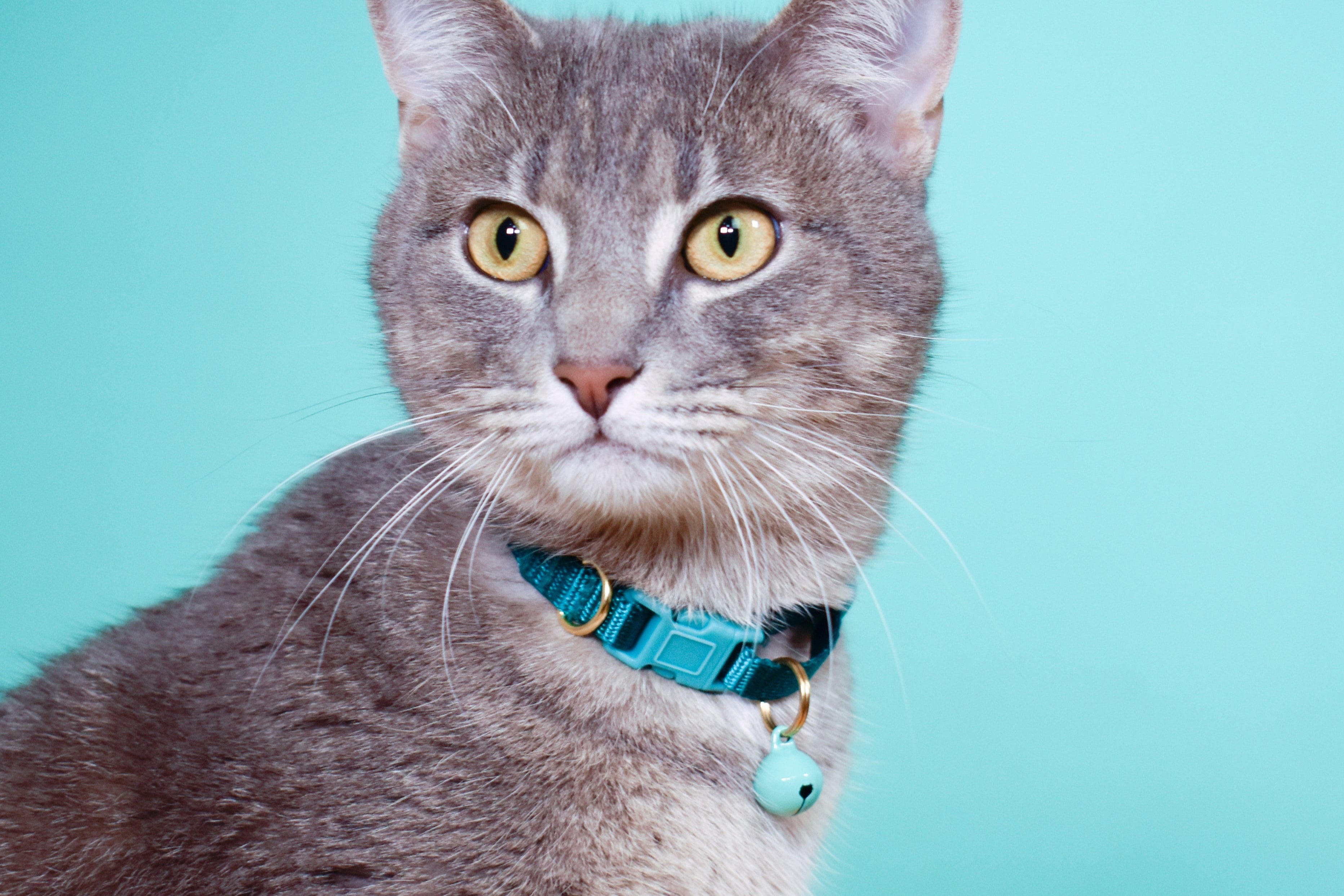 breakaway cat collars