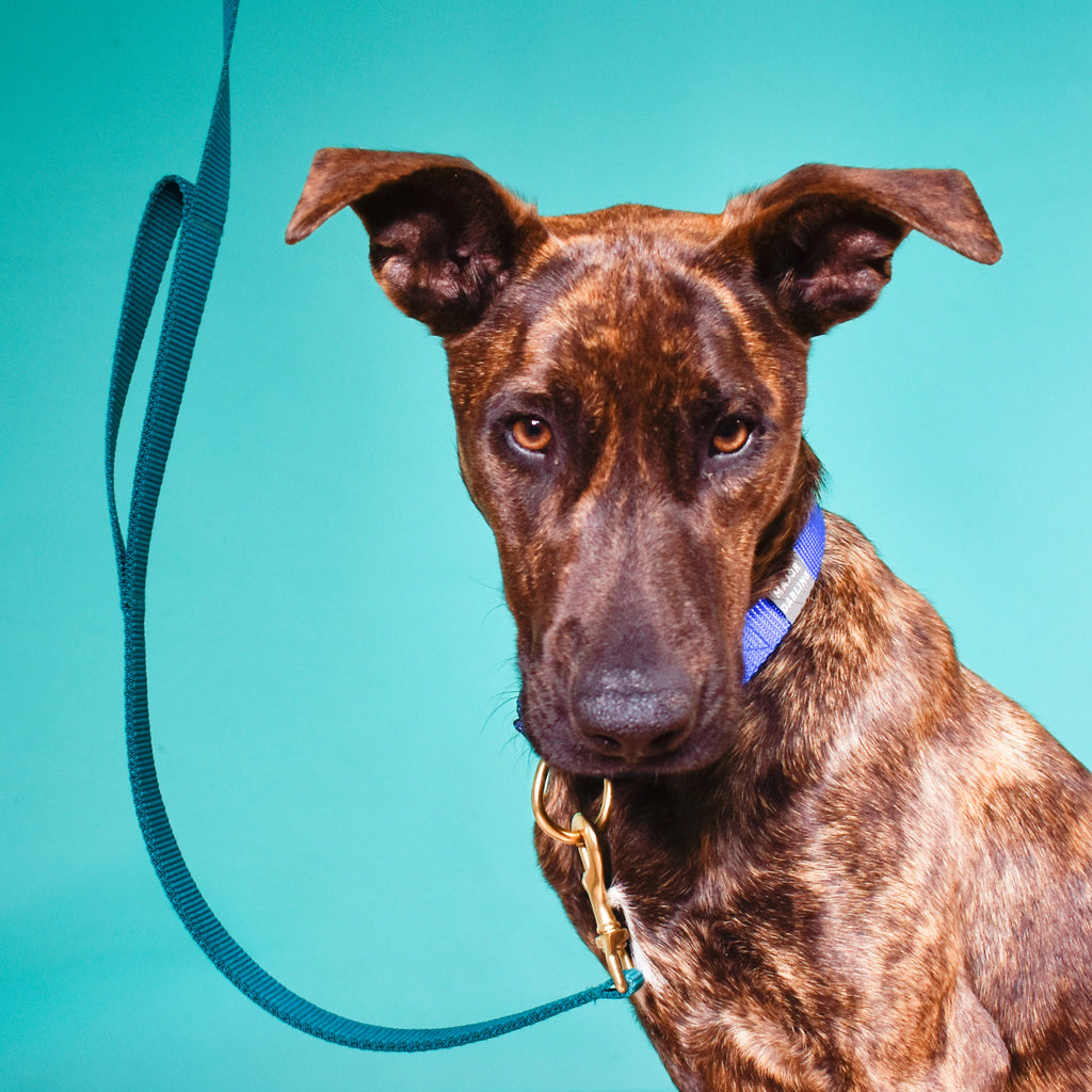 double handle leash / traffic leash