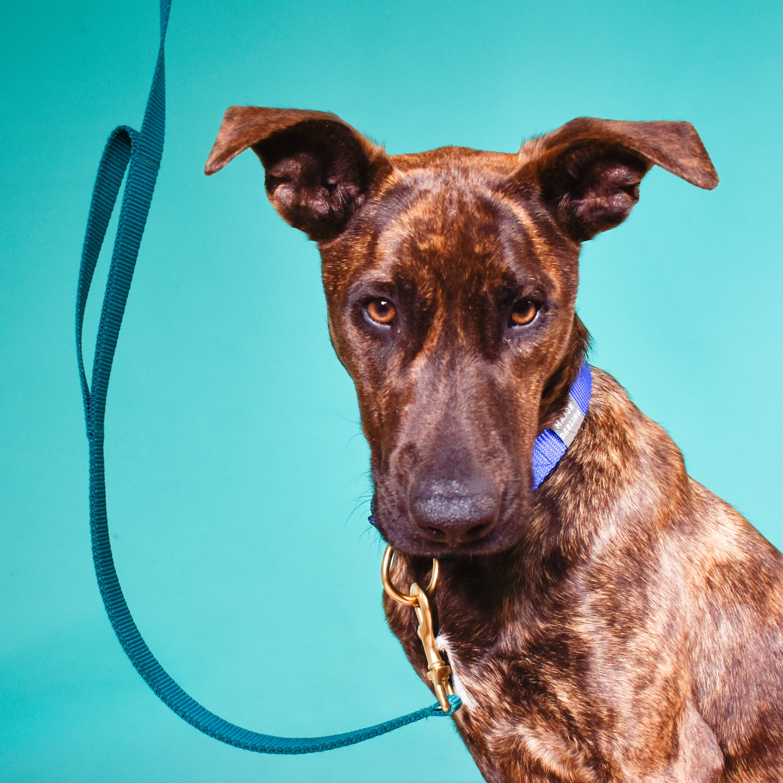 double handle leash / traffic leash