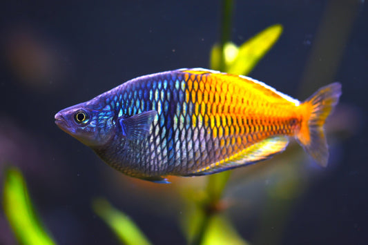Boesemani rainbowfish