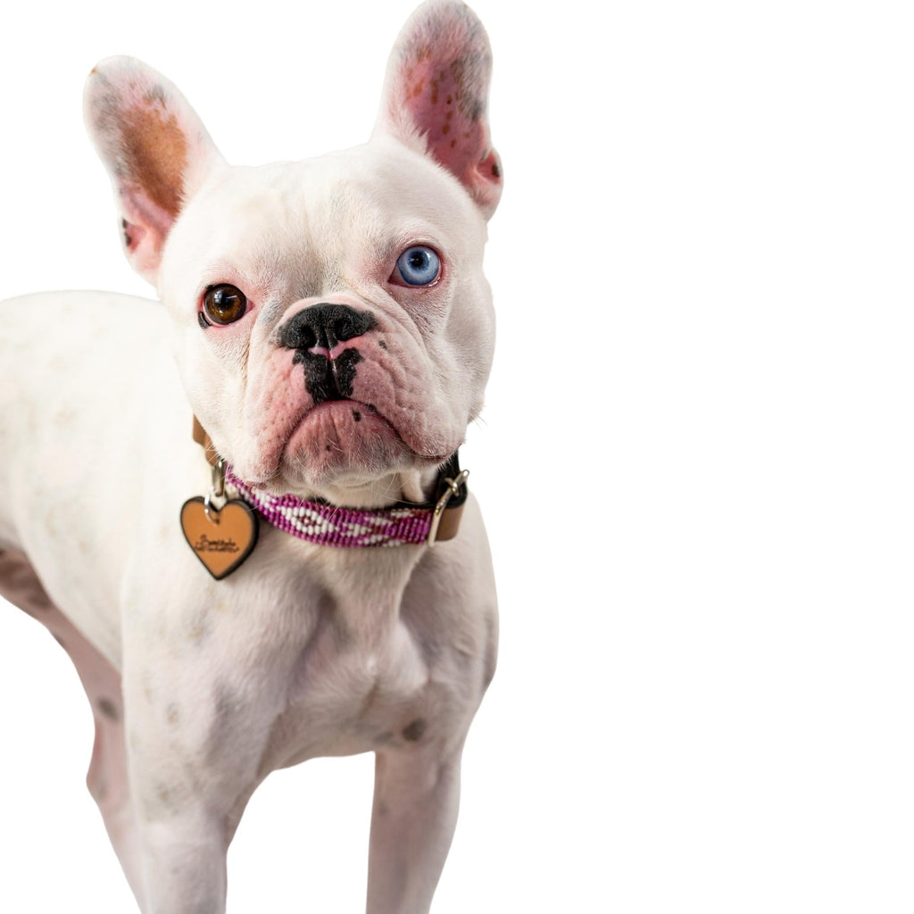 Melrose dog collar (quick release)