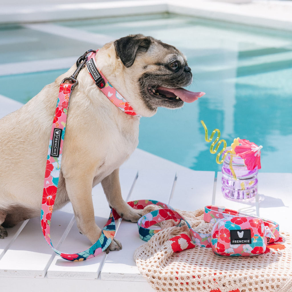Frenchie Comfort Leash - Paradise