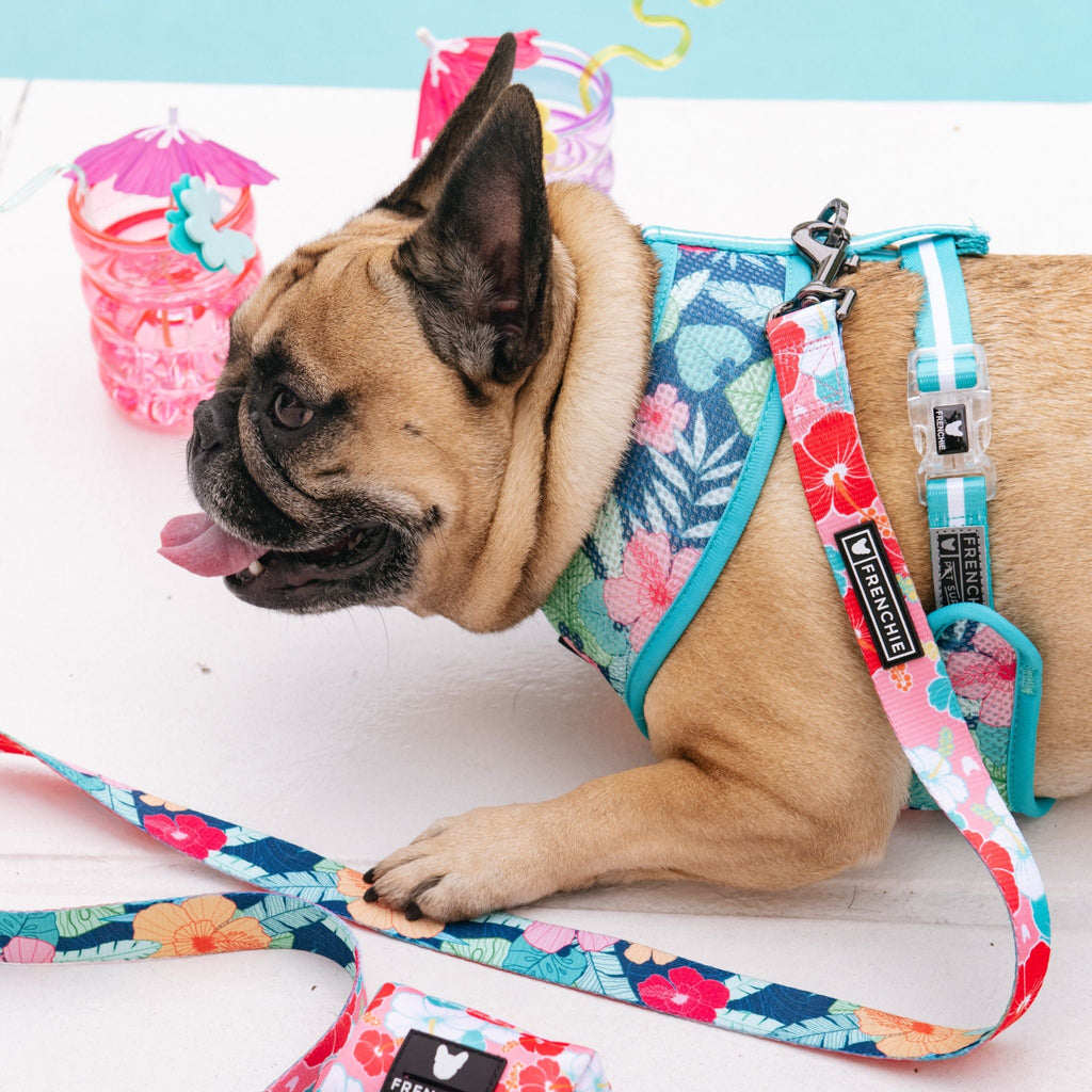Frenchie Comfort Leash - Paradise