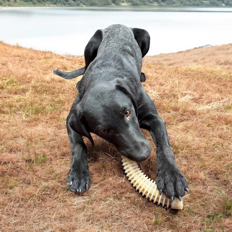 Honey Bone Dental Antler  eChew Ultra Durable Nylon Dog Chew Toy - XL