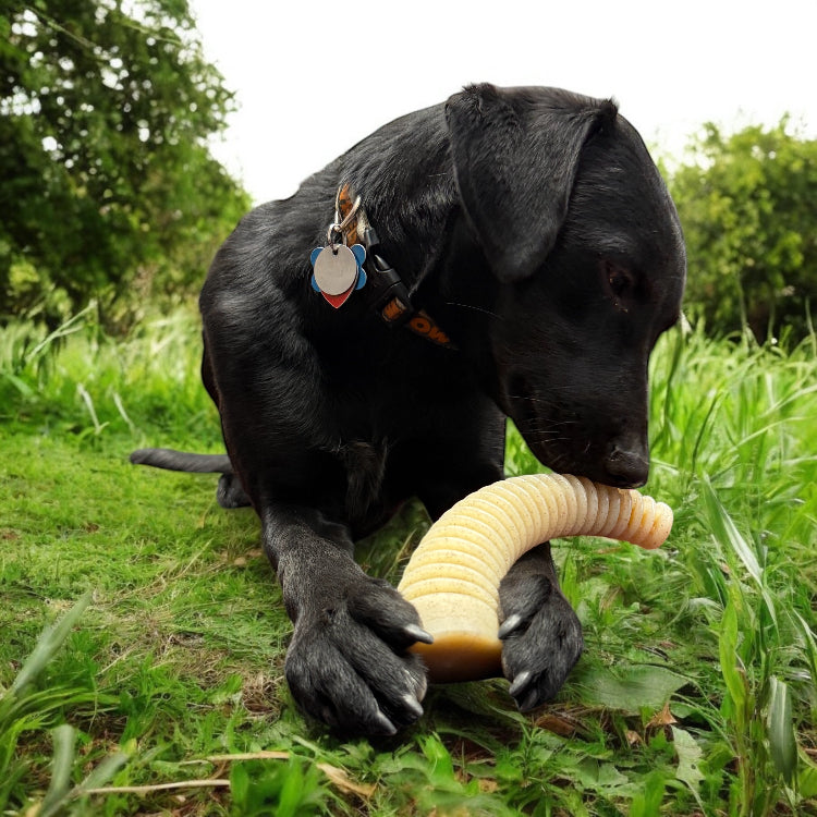 Honey Bone Dental Antler  eChew Ultra Durable Nylon Dog Chew Toy - XL