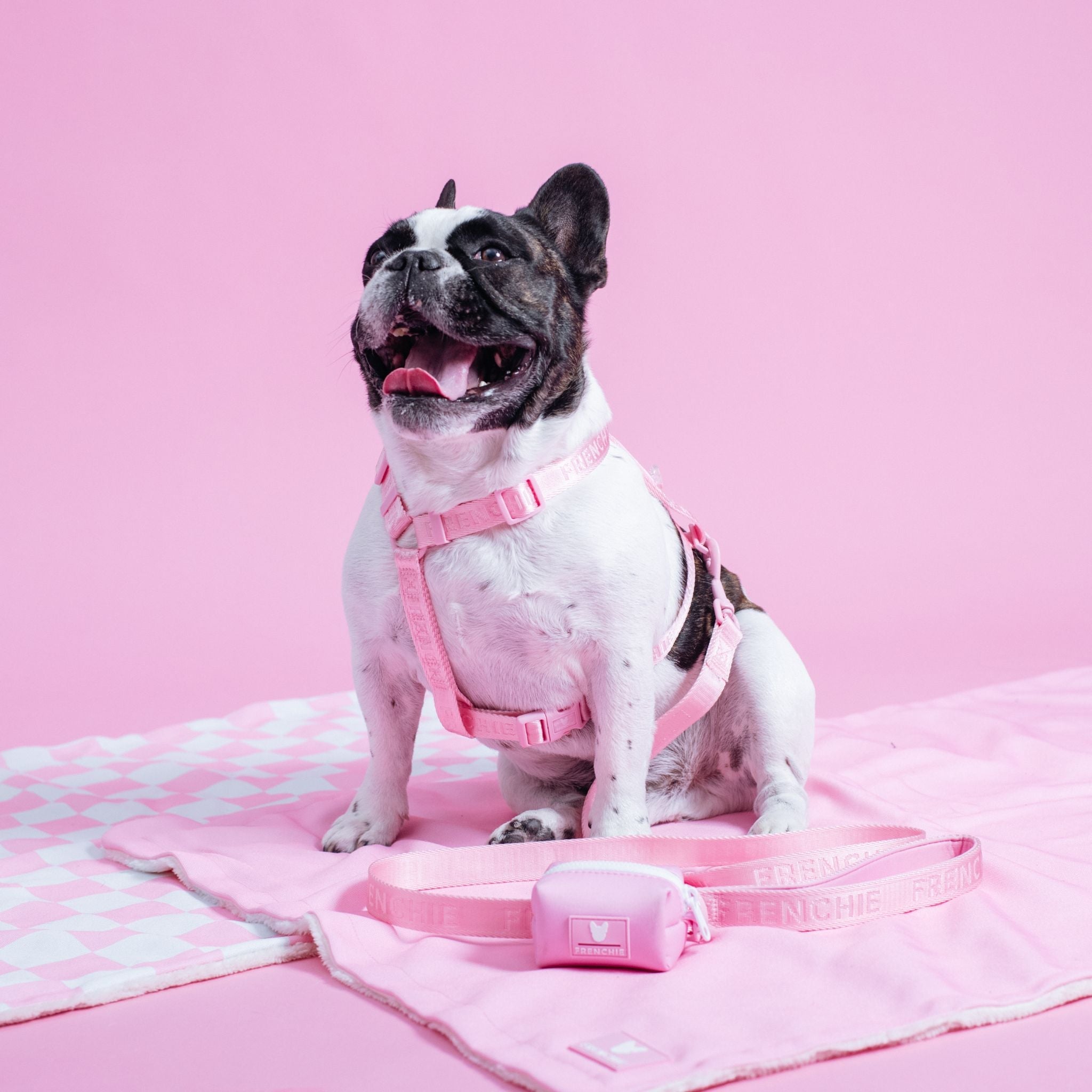 Frenchie Strap Harness - Solid Pink Bubblegum