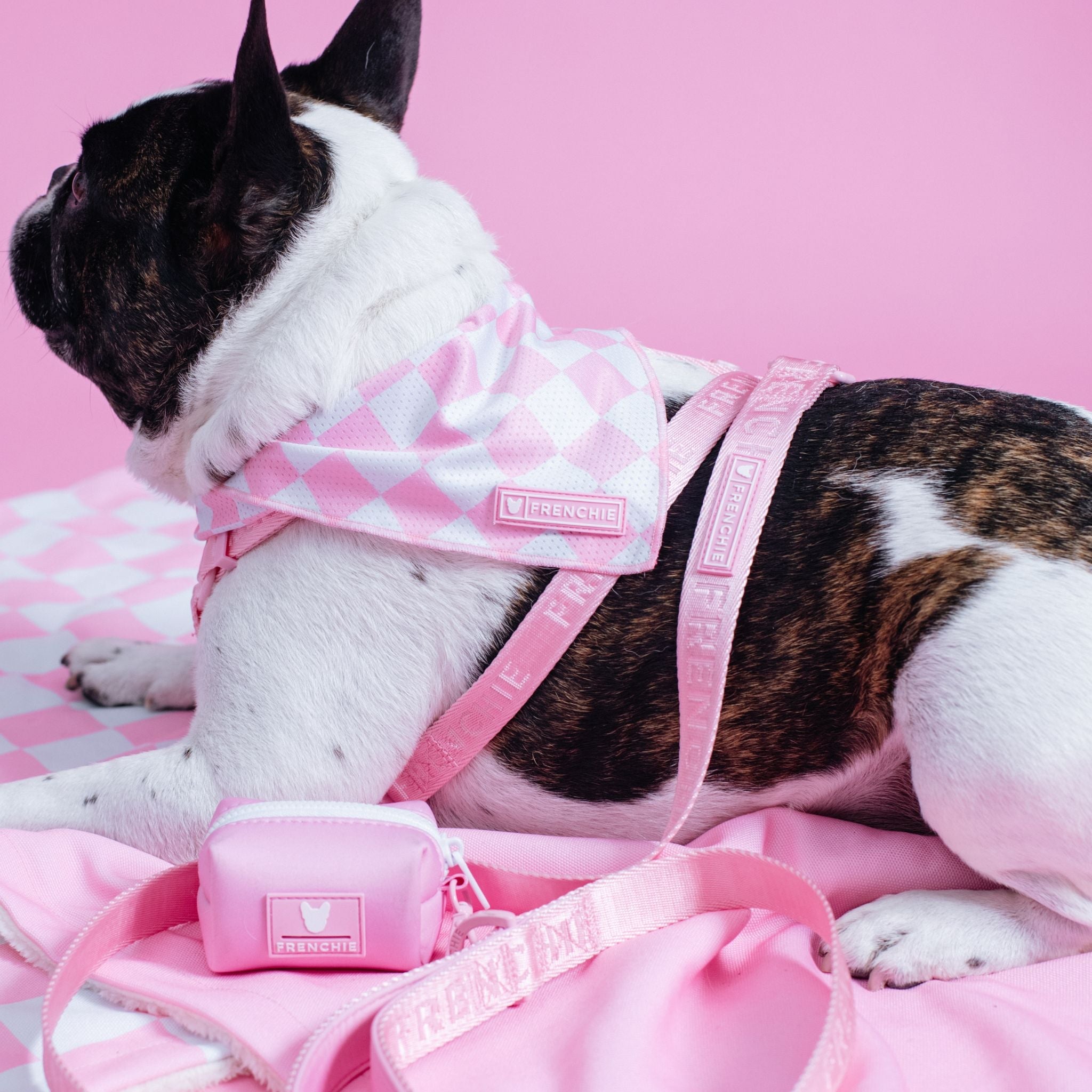 Frenchie Strap Harness - Solid Pink Bubblegum