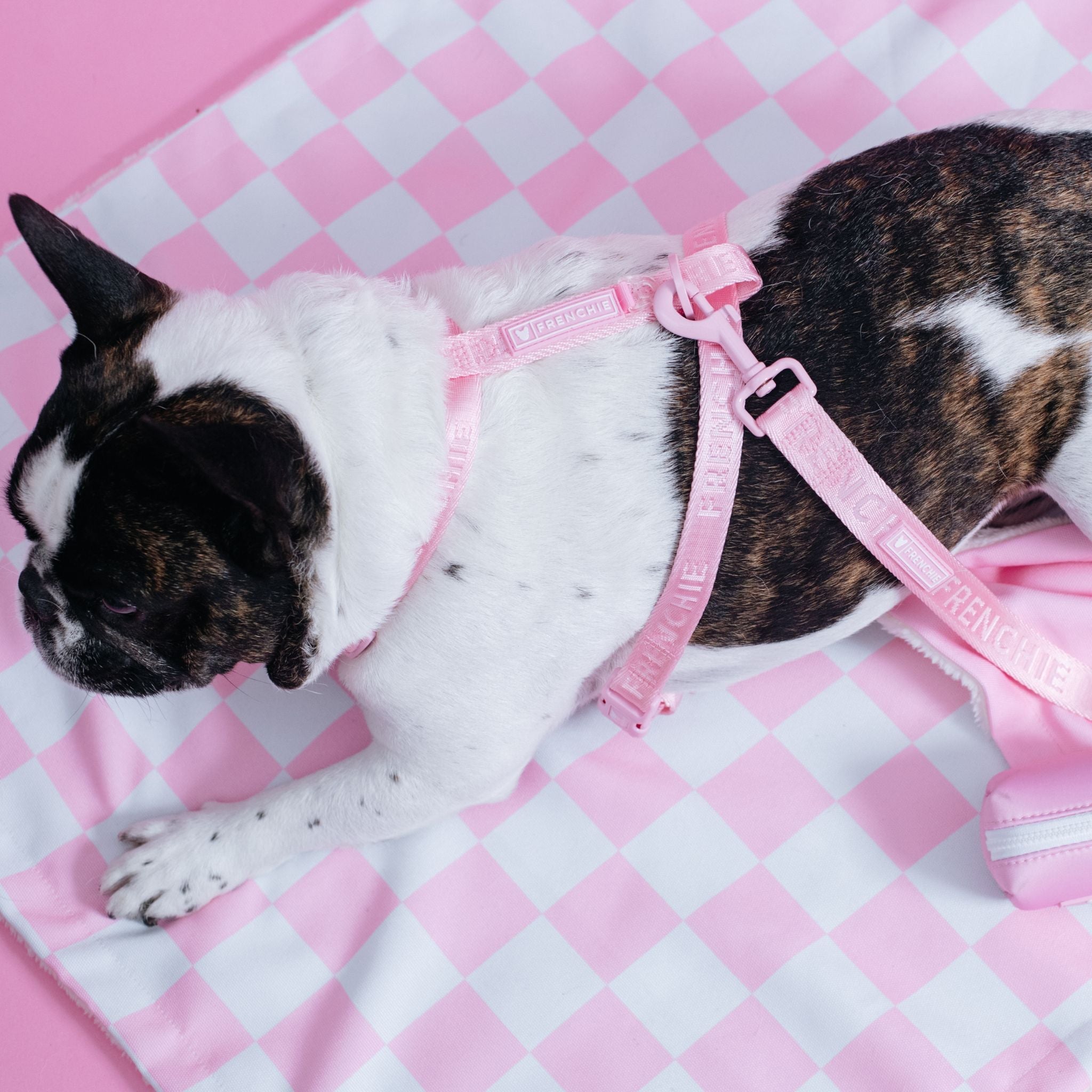 Frenchie Strap Harness - Solid Pink Bubblegum