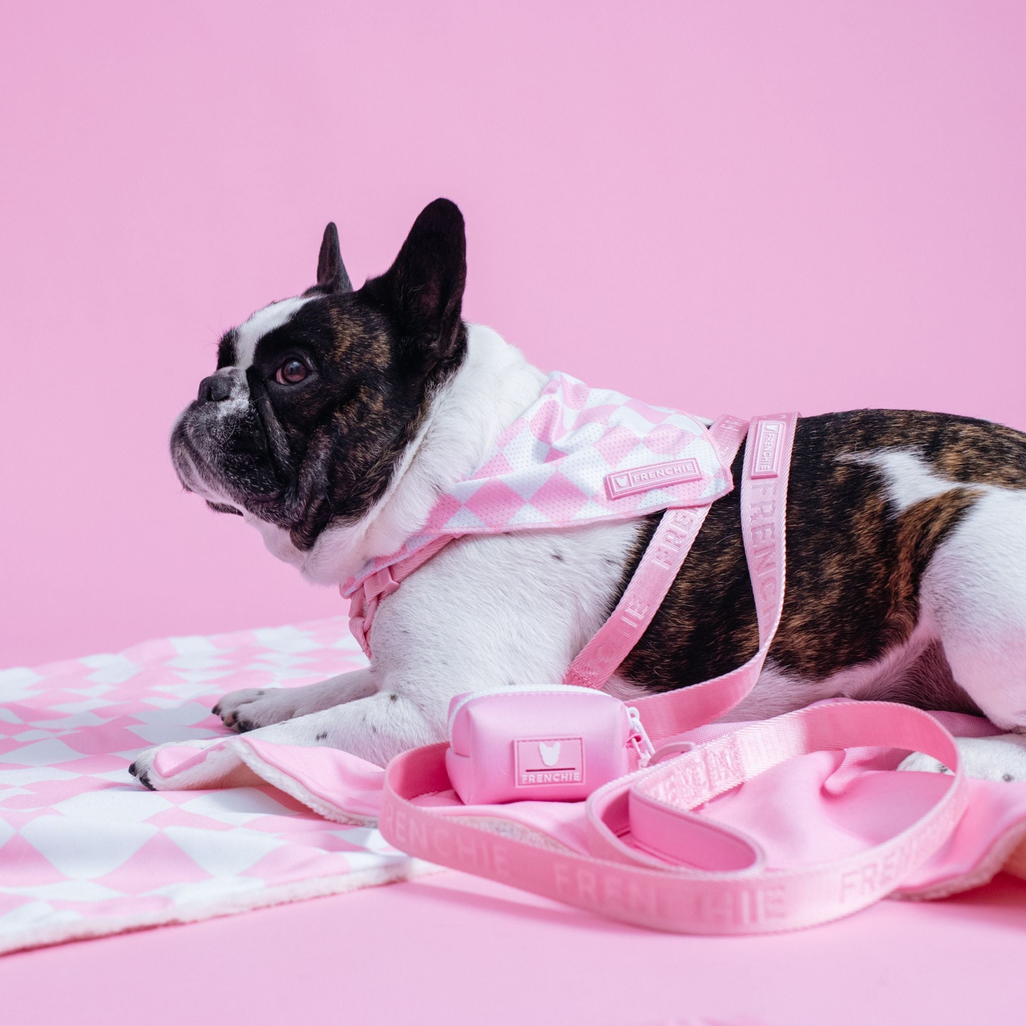 Frenchie Comfort Leash - Solid Pink Bubblegum