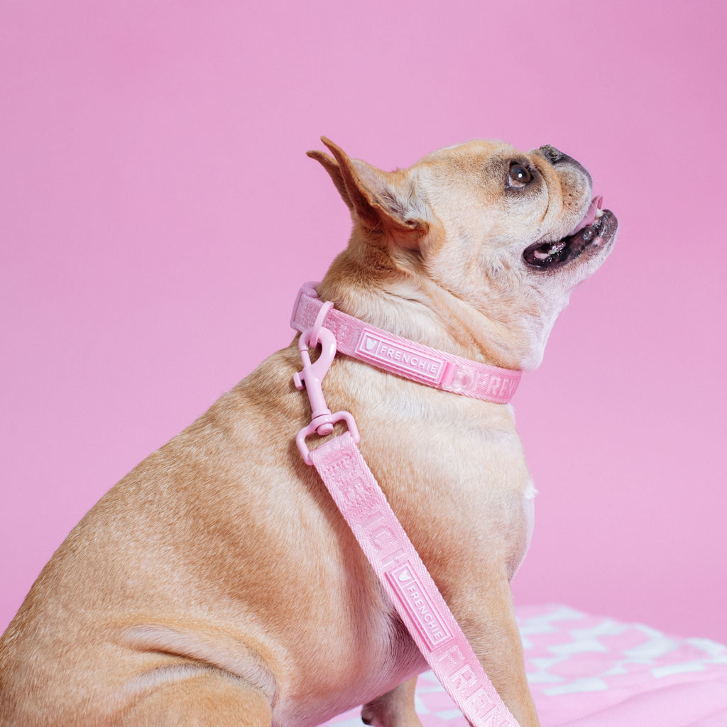 Frenchie Comfort Leash - Solid Pink Bubblegum